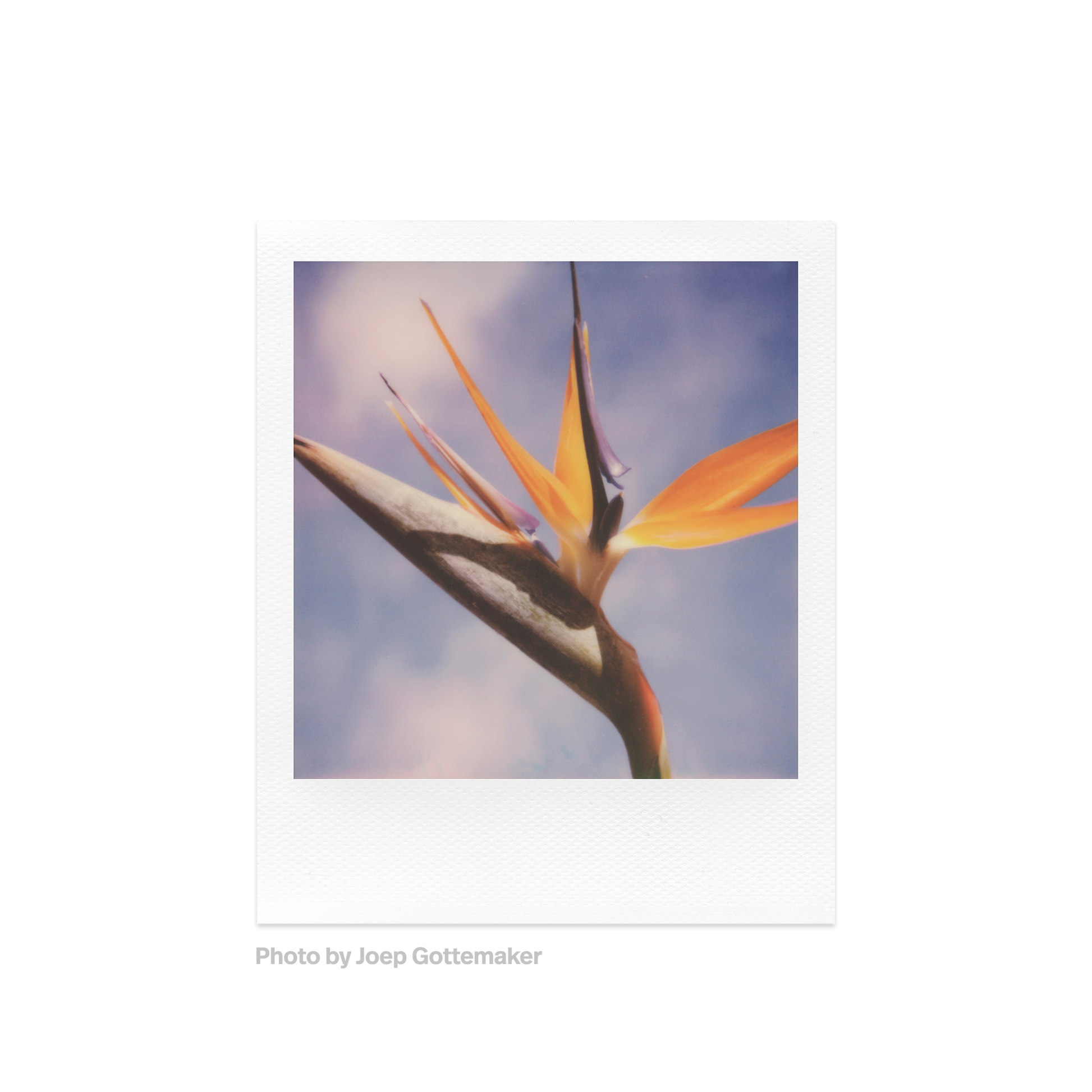 Polaroid Color SX-70 Film Photo